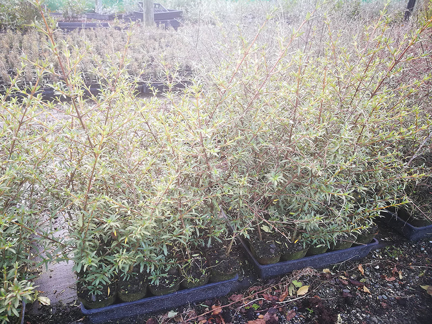 Coprosma Greyii - $8.99 each
