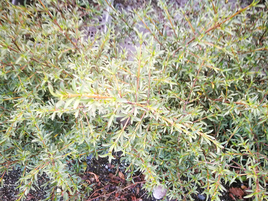 Coprosma Greyii - $8.99 each