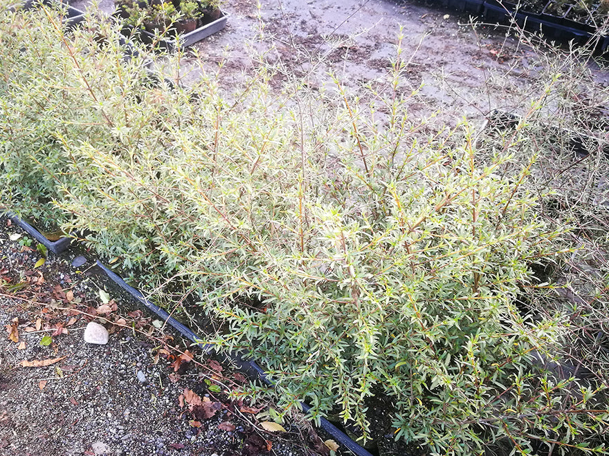 Coprosma Greyii - $8.99 each