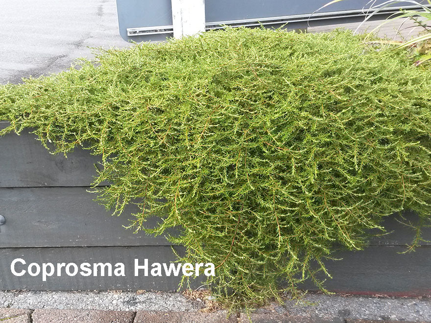 100x Clearance Native Combo - $3.99c each - Super Cheap