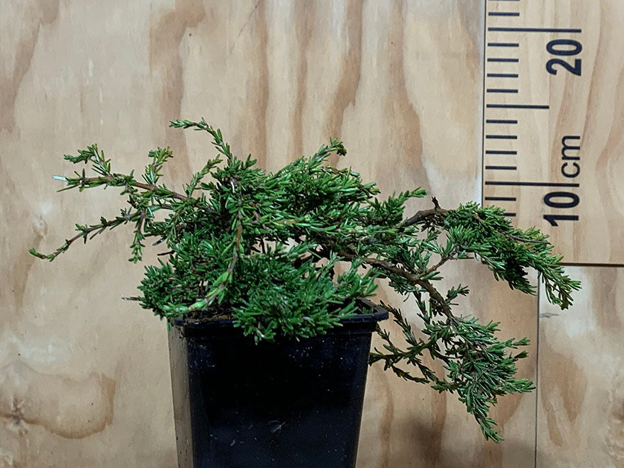 Coprosma Hawera
