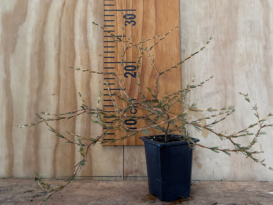 Coprosma Hawera