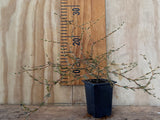 Coprosma Hawera