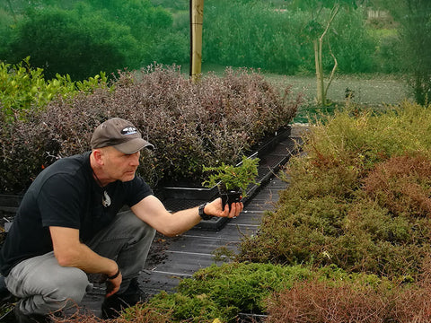 25x Coprosma Hawera - $4.99 each