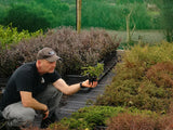 Coprosma Hawera