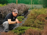 Coprosma Hawera