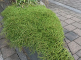 Coprosma Hawera