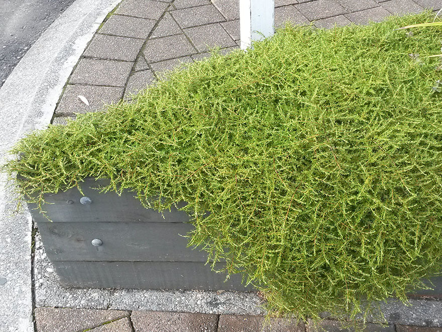 100x Coprosma Hawera - $2.99 each