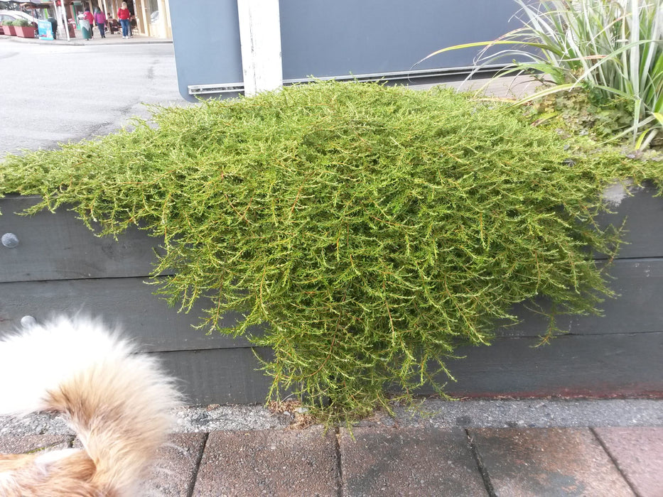 100x Clearance Native Combo - $3.99c each - Super Cheap