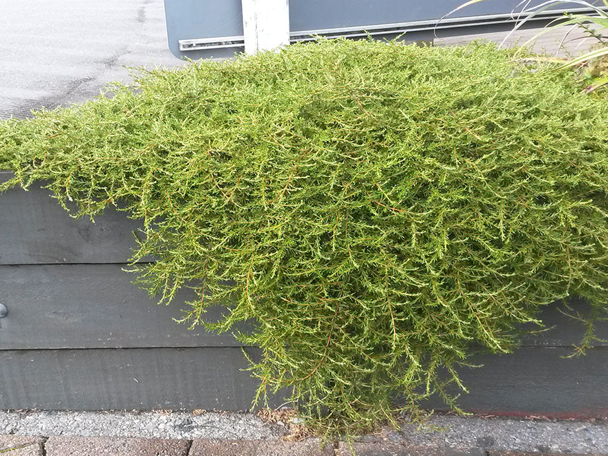 Coprosma Hawera