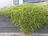 Coprosma Hawera