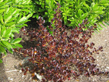 Coprosma Hot Chocolate