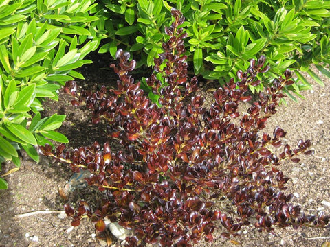 Coprosma Hot Chocolate