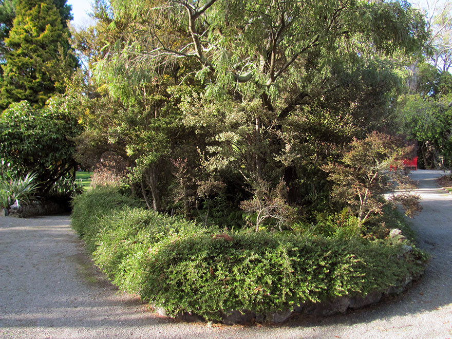 25x Coprosma Kirkii - $4.99 each