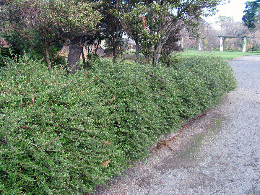 25x Coprosma Kirkii - $4.99 each