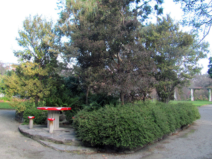 25x Coprosma Kirkii - $4.99 each