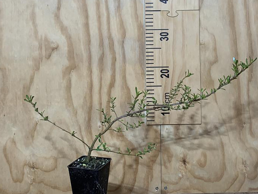 100x Coprosma Kirkii - $3.99 each