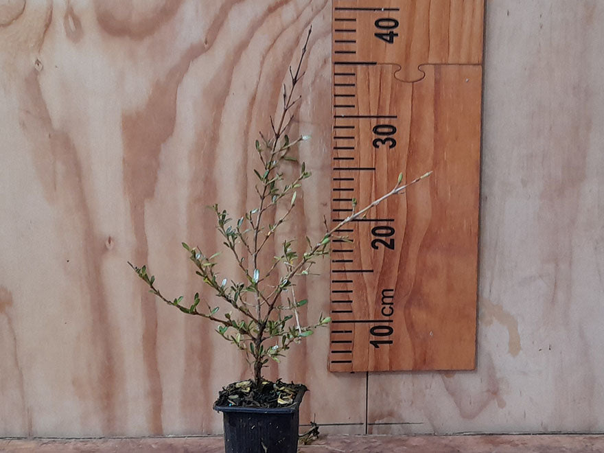 Coprosma Kirkii