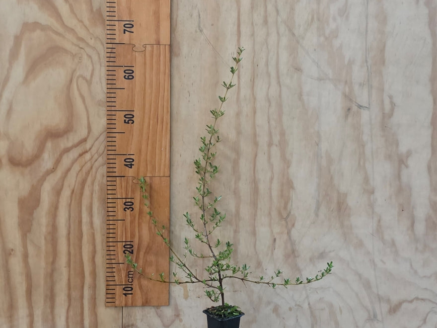 5x Coprosma Kirkii - $5.99 each