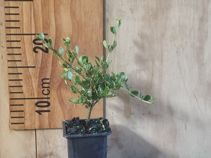 5x Coprosma Lighthouse - $5.99 each
