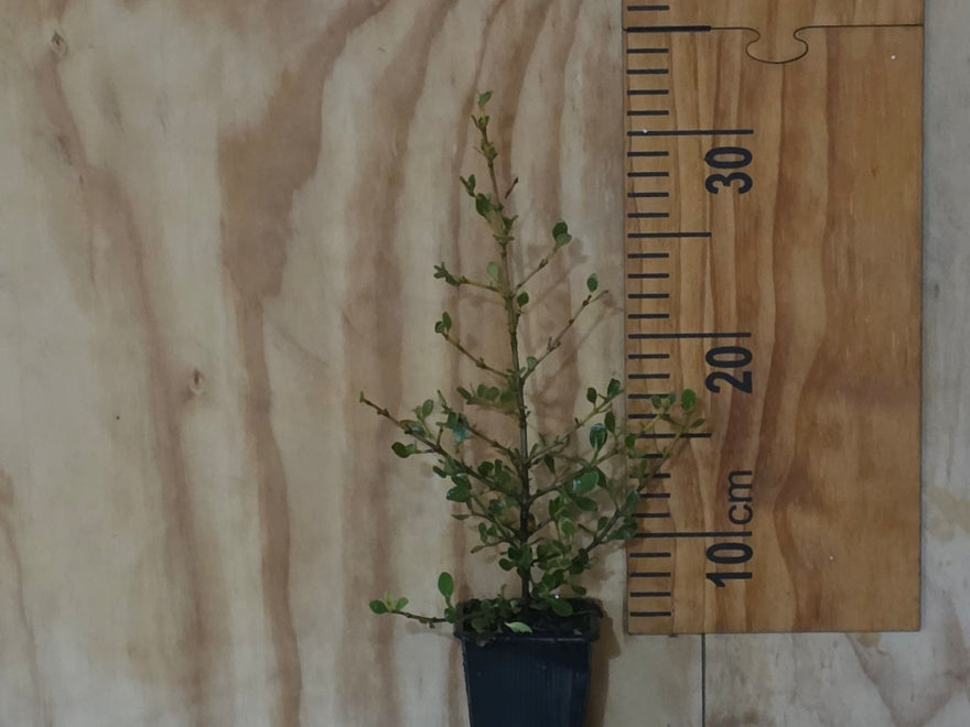 5x Coprosma Lighthouse - $5.99 each
