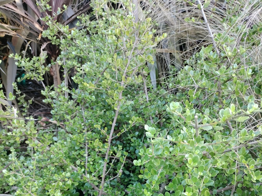 100x Coprosma Lighthouse - $3.99 each