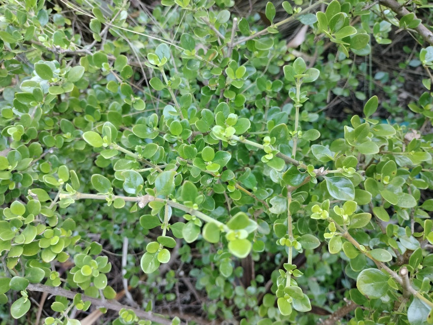 100x Coprosma Lighthouse - $3.99 each