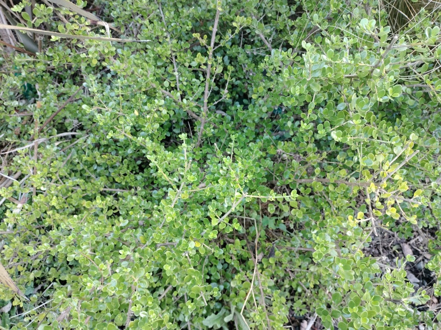 5x Coprosma Lighthouse - $5.99 each