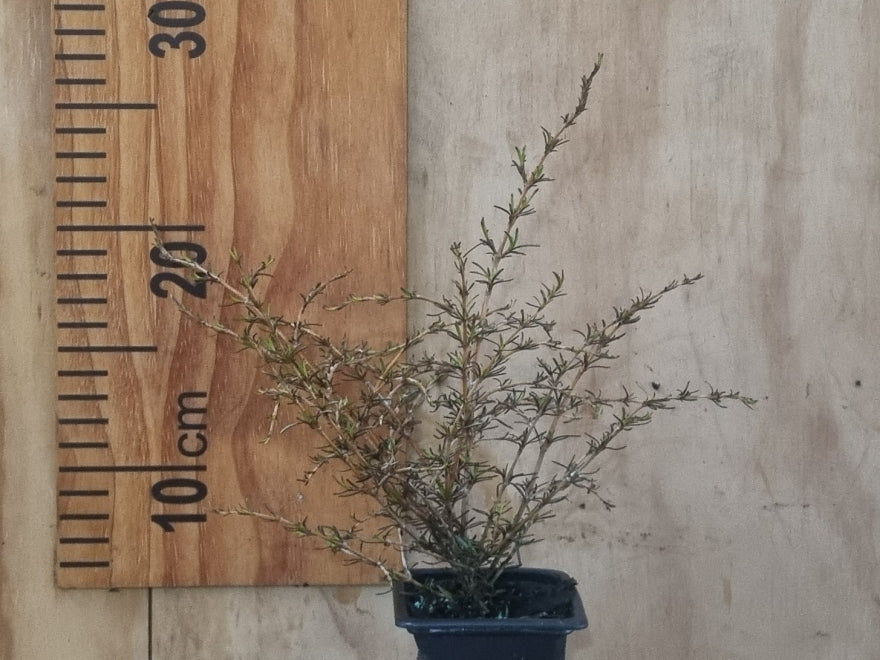 5x Coprosma Lobster - $5.99 each