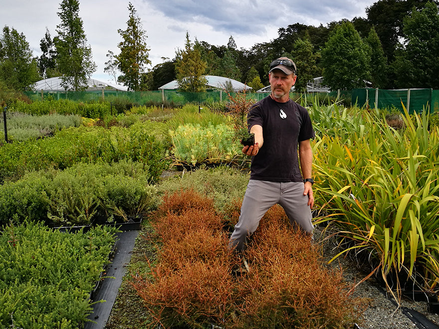 100x Coprosma Lobster - $2.99 each