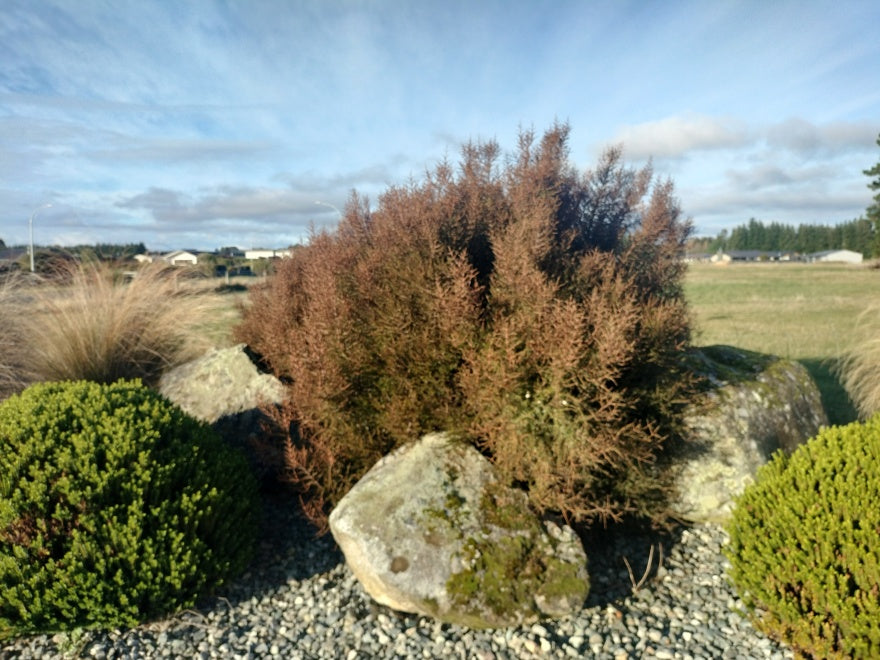 Coprosma Red Lobster