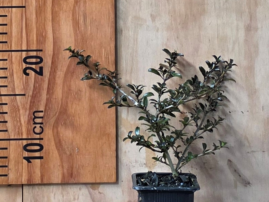 5x Coprosma Midnight - $5.99 each