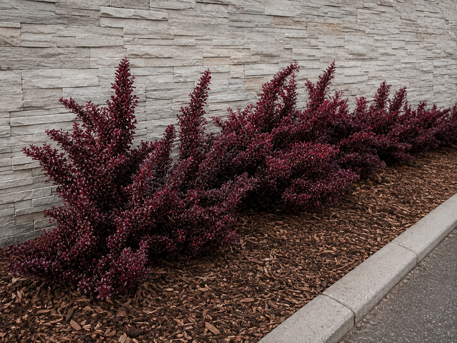 25x Coprosma Port Wine - $4.99 each