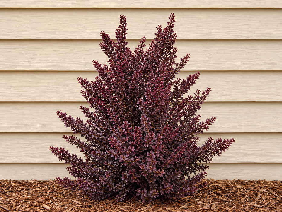 25x Coprosma Port Wine - $4.99 each