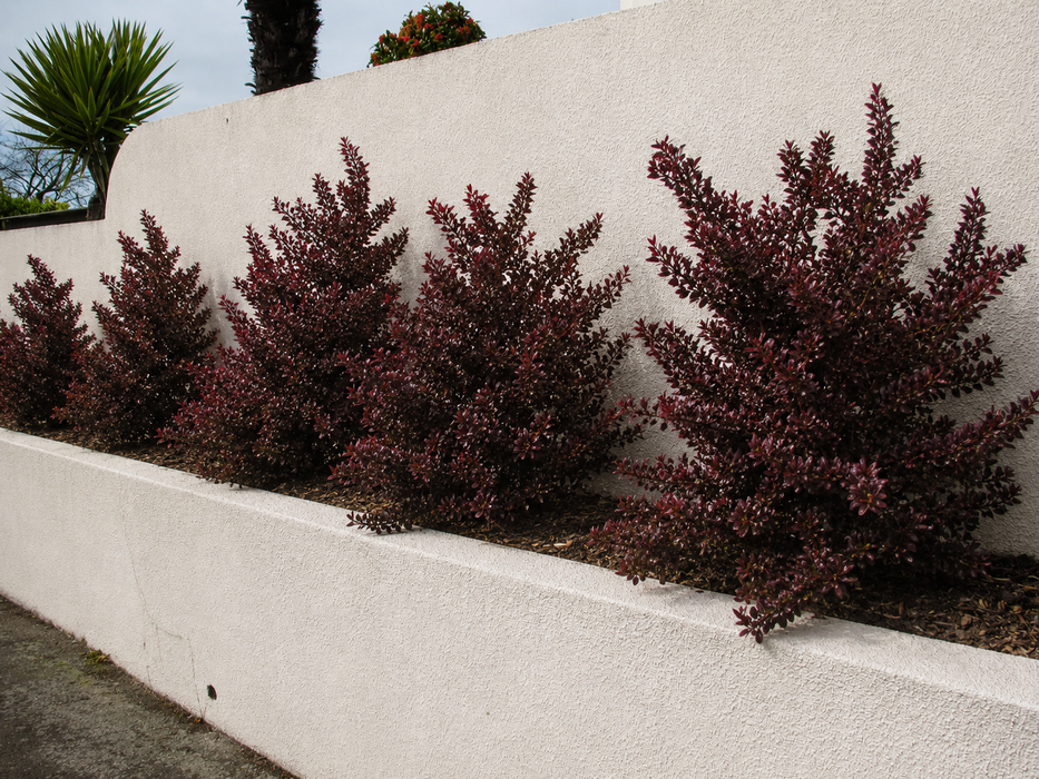 1x Coprosma Port Wine - $8.99 each