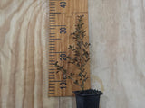 5x Coprosma Port Wine - $7.99 each