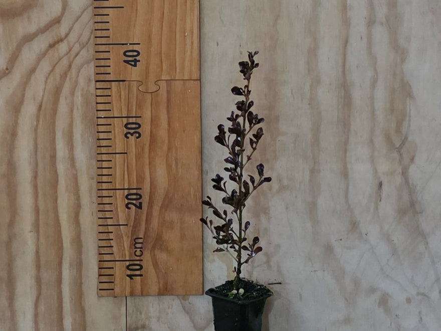 25x Coprosma Port Wine - $4.99 each