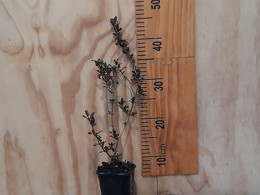 1x Coprosma Port Wine - $11.99 each