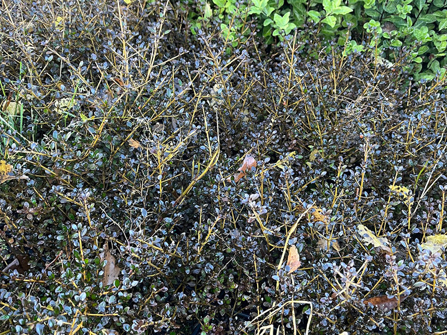 5x Coprosma Port Wine - $1.99 each