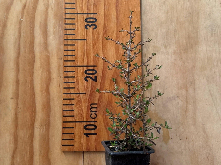 25x Mingi Mingi Coprosma - $4.99 each