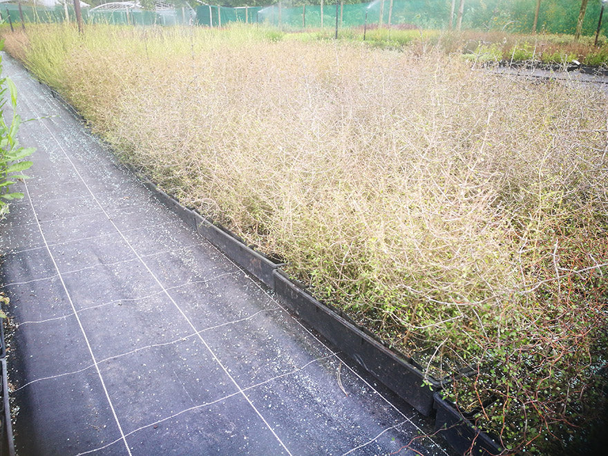 25x Mingi Mingi Coprosma - $4.99 each