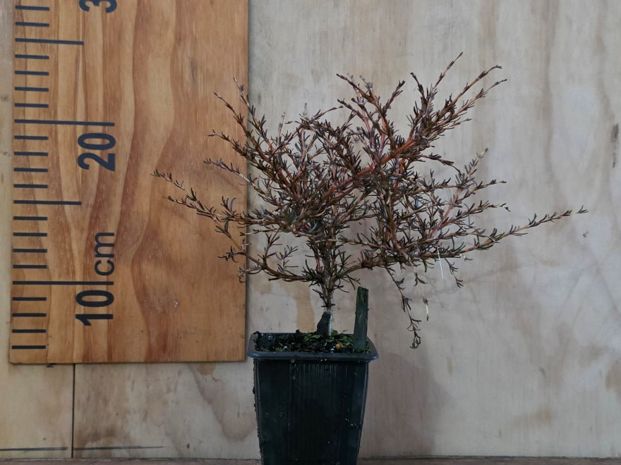 25x Coprosma Red Lobster - $5.99 each