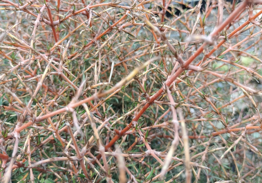 Coprosma Red Lobster