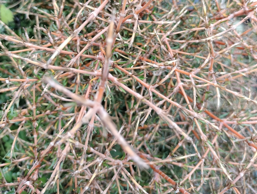 Coprosma Red Lobster