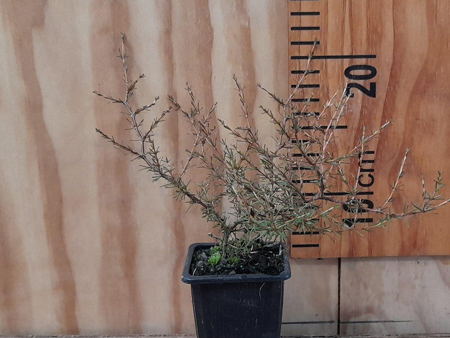 100x Coprosma Red Rock - $3.99 each