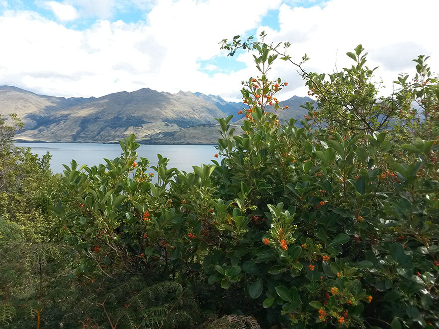 500x Clearance Native Combo - $1.99c each - Super Cheap