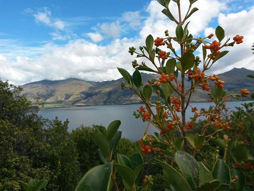 250x Farm Combo - $3.99 NZ trees & shrubs