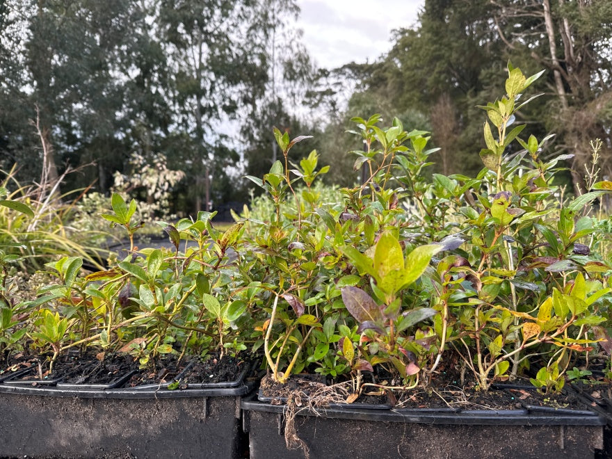 Coastal Coprosma - $1.99c each