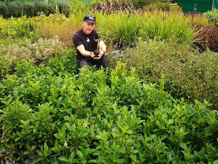 100x Surplus Native Combo - $1.99c each - Best Value