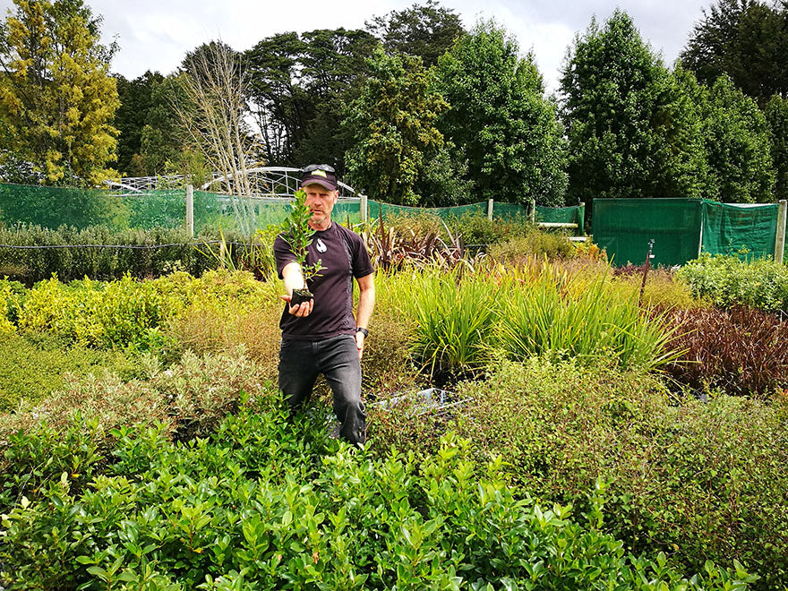 100x Coastal Coprosma - $2.99 each